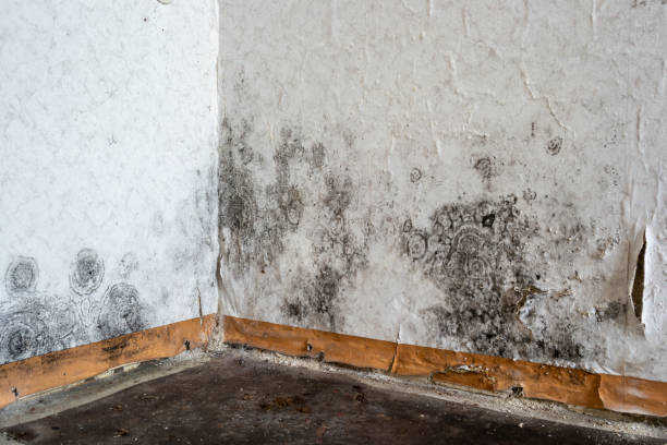  Northfield, MN Water damage restoration Pros